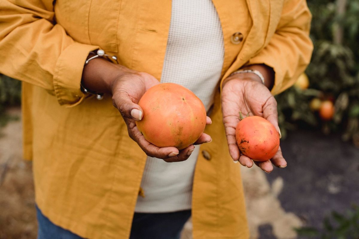 Individu portant une veste jaune et tenant deux tomates de tailles différentes
